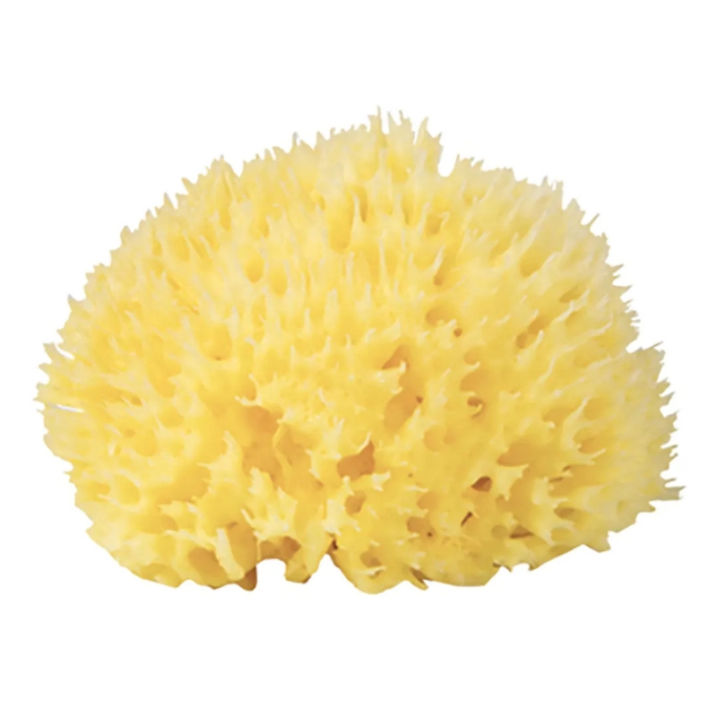 xx Éponge naturelle de la mer Méditerranée